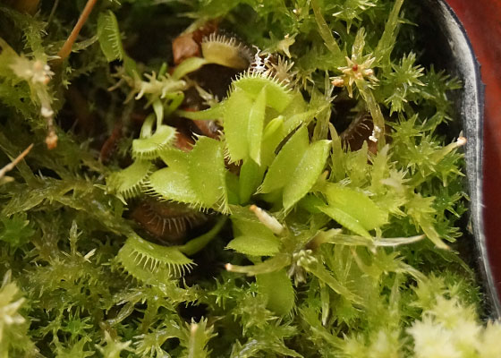 「食虫植物（ハエトリソウ）」テキトー栽培記