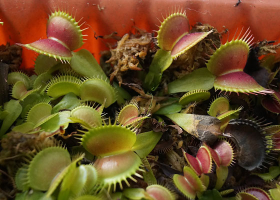 「食虫植物（ハエトリソウ）」テキトー栽培記