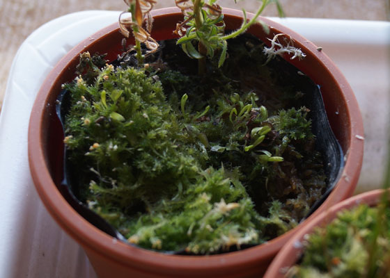 「食虫植物（ハエトリソウ）」テキトー栽培記