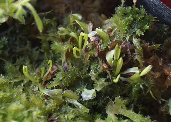 「食虫植物（ハエトリソウ）」テキトー栽培記