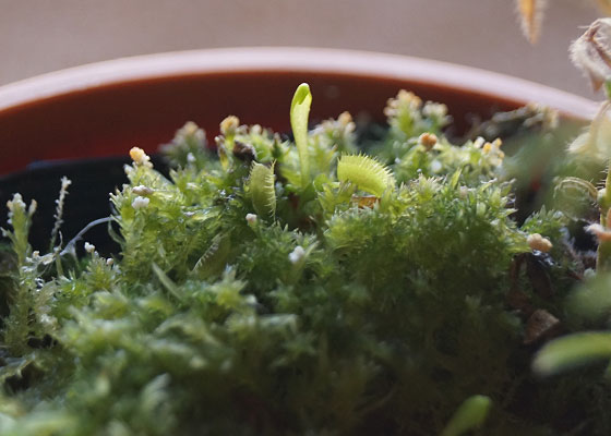 「食虫植物（ハエトリソウ）」テキトー栽培記