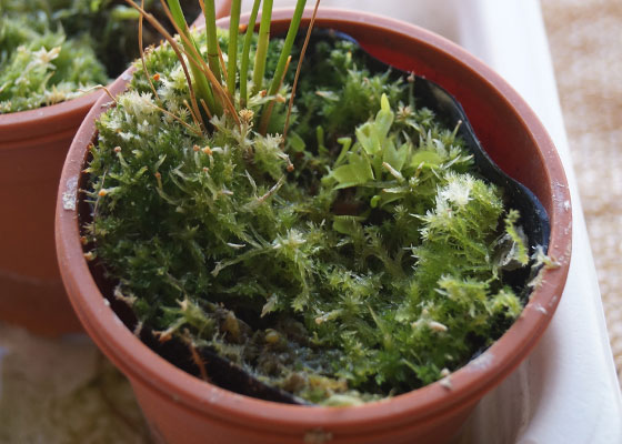 「食虫植物（ハエトリソウ）」テキトー栽培記