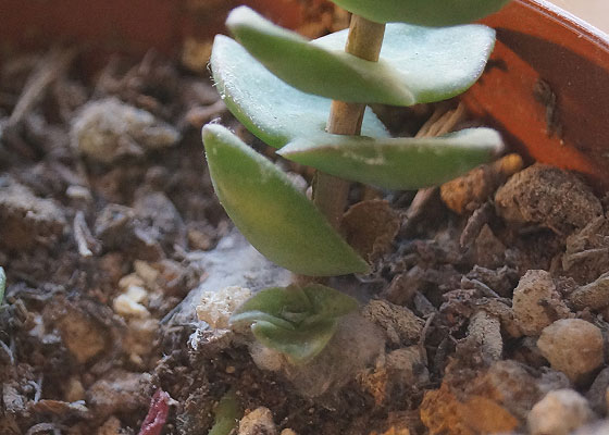 「多肉植物（火祭り・樹氷・シンビフォルミス・十字星・秋麗・月美人・その他）」テキトー栽培記