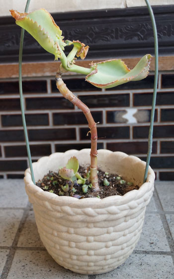 「多肉植物（火祭り・樹氷・シンビフォルミス・十字星・秋麗・月美人・その他）」テキトー栽培記