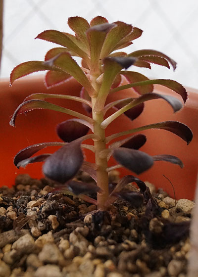 「多肉植物(黒法師・カシミアバイオレット・愛染錦・サンバースト・ムーンバースト)」テキトー栽培記