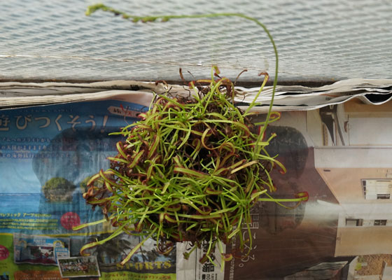 「食虫植物（モウセンゴケ・サラセニア・ムシトリスミレ・ミミカキグサ）」テキトー栽培記