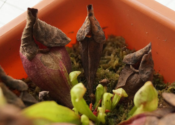 「食虫植物（モウセンゴケ・サラセニア・ムシトリスミレ・ミミカキグサ）」テキトー栽培記