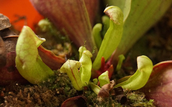 「食虫植物（モウセンゴケ・サラセニア・ムシトリスミレ・ミミカキグサ）」テキトー栽培記