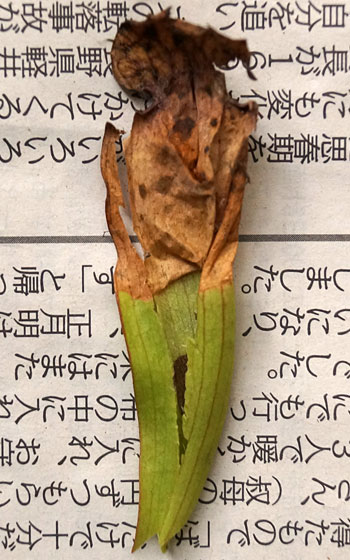 「食虫植物（モウセンゴケ・サラセニア・ムシトリスミレ・ミミカキグサ）」テキトー栽培記