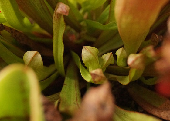 「食虫植物（モウセンゴケ・サラセニア・ムシトリスミレ・ミミカキグサ）」テキトー栽培記