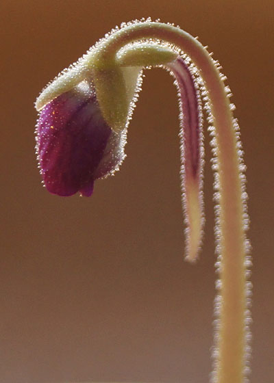 「食虫植物（モウセンゴケ・サラセニア・ムシトリスミレ・ミミカキグサ）」テキトー栽培記