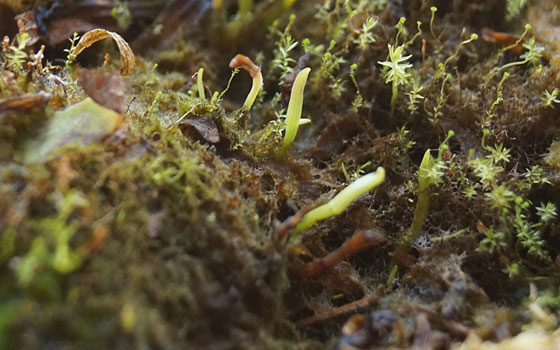 「食虫植物（モウセンゴケ・サラセニア・ムシトリスミレ・ミミカキグサ）」テキトー栽培記