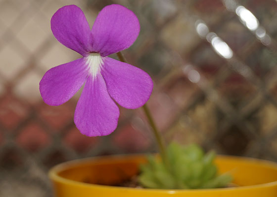 「食虫植物（モウセンゴケ・サラセニア・ムシトリスミレ・ミミカキグサ）」テキトー栽培記