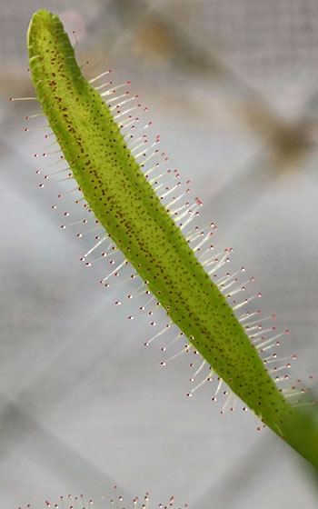 「食虫植物（モウセンゴケ・サラセニア・ムシトリスミレ・ミミカキグサ）」テキトー栽培記