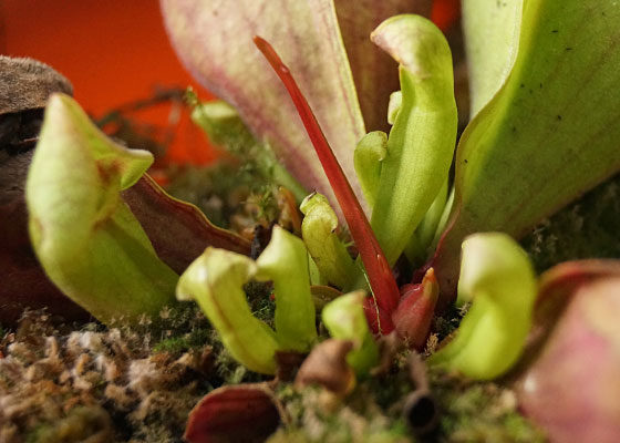 「食虫植物（モウセンゴケ・サラセニア・ムシトリスミレ・ミミカキグサ）」テキトー栽培記