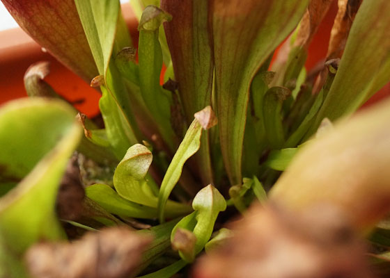 「食虫植物（モウセンゴケ・サラセニア・ムシトリスミレ・ミミカキグサ）」テキトー栽培記