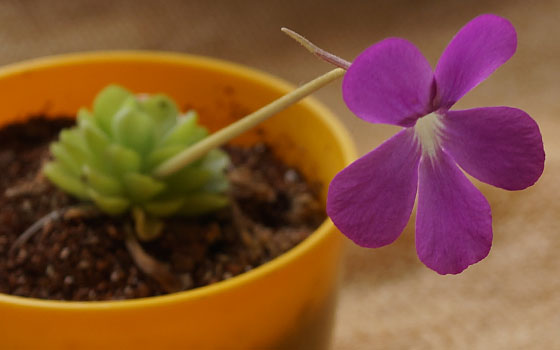 「食虫植物（モウセンゴケ・サラセニア・ムシトリスミレ・ミミカキグサ）」テキトー栽培記