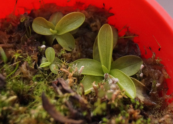 「食虫植物（モウセンゴケ・サラセニア・ムシトリスミレ・ミミカキグサ）」テキトー栽培記