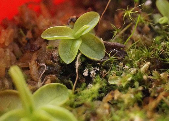 「食虫植物（モウセンゴケ・サラセニア・ムシトリスミレ・ミミカキグサ）」テキトー栽培記