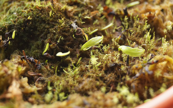 「食虫植物（モウセンゴケ・サラセニア・ムシトリスミレ・ミミカキグサ）」テキトー栽培記