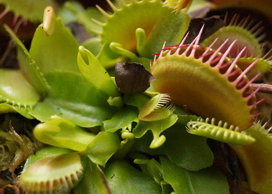 「食虫植物(ハエトリソウ)」テキトー栽培記