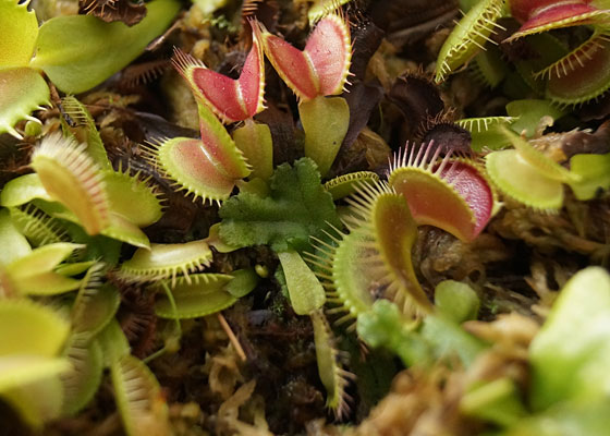 「食虫植物（ハエトリソウ）」テキトー栽培記