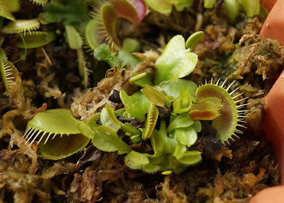 「食虫植物（ハエトリソウ）」テキトー栽培記