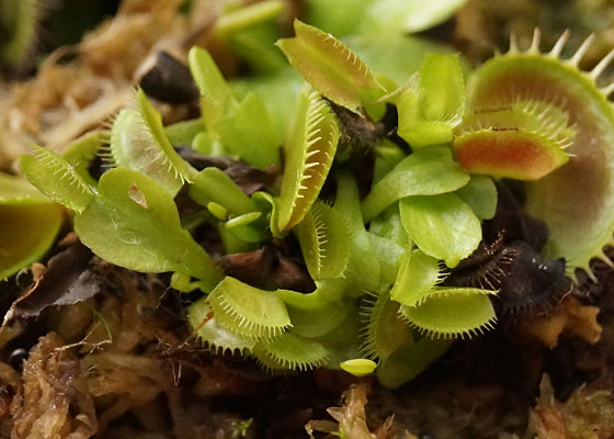 「食虫植物（ハエトリソウ）」テキトー栽培記