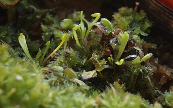 「食虫植物（ハエトリソウ）」テキトー栽培記