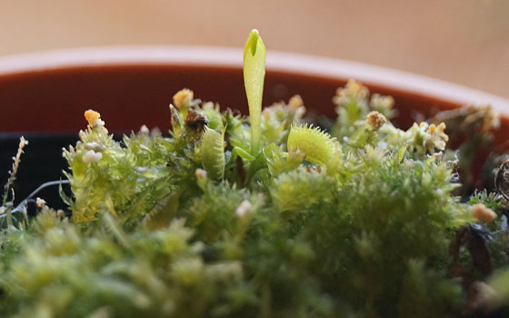 「食虫植物(ハエトリソウ)」テキトー栽培記