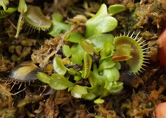 「食虫植物（ハエトリソウ）」テキトー栽培記