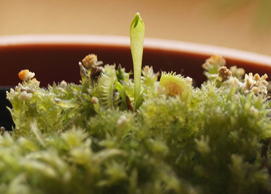 「食虫植物（ハエトリソウ）」テキトー栽培記