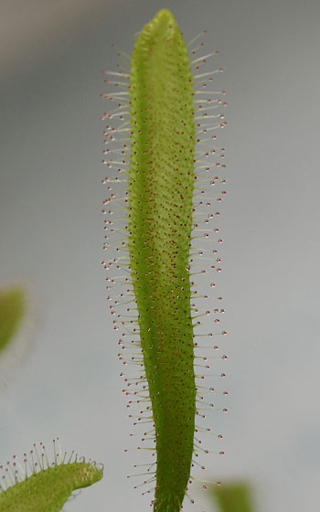 「食虫植物（モウセンゴケ・サラセニア・ムシトリスミレ・ミミカキグサ・ウツボカズラ・セファロタス・ヘリアンフォラ）」テキトー栽培記