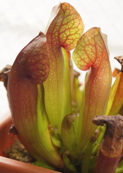 「食虫植物（モウセンゴケ・サラセニア・ムシトリスミレ・ミミカキグサ・ウツボカズラ・セファロタス・ヘリアンフォラ）」テキトー栽培記