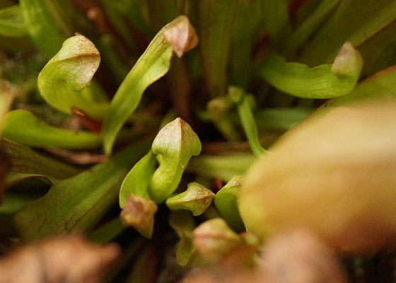 「食虫植物（モウセンゴケ・サラセニア・ムシトリスミレ・ミミカキグサ・ウツボカズラ・セファロタス・ヘリアンフォラ）」テキトー栽培記