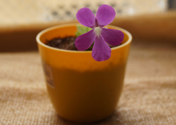 「食虫植物（モウセンゴケ・サラセニア・ムシトリスミレ・ミミカキグサ・ウツボカズラ・セファロタス・ヘリアンフォラ）」テキトー栽培記