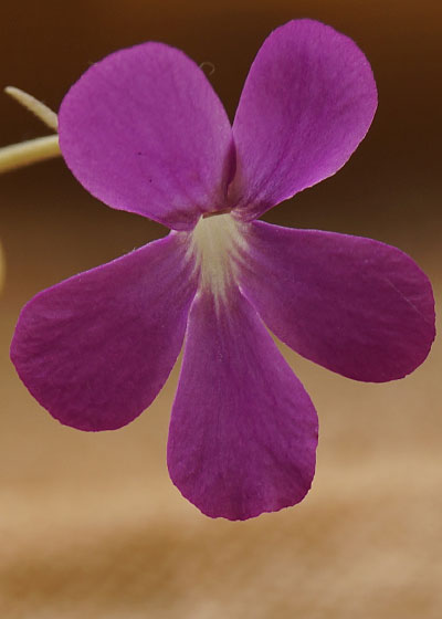 「食虫植物（モウセンゴケ・サラセニア・ムシトリスミレ・ミミカキグサ・ウツボカズラ・セファロタス・ヘリアンフォラ）」テキトー栽培記