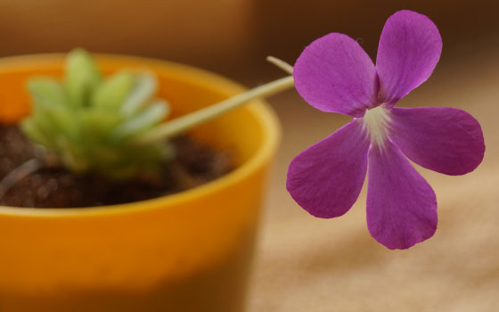 「食虫植物（モウセンゴケ・サラセニア・ムシトリスミレ・ミミカキグサ・ウツボカズラ・セファロタス・ヘリアンフォラ）」テキトー栽培記