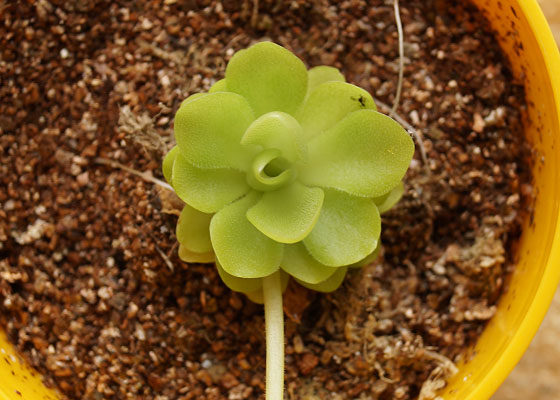 「食虫植物（モウセンゴケ・サラセニア・ムシトリスミレ・ミミカキグサ・ウツボカズラ・セファロタス・ヘリアンフォラ）」テキトー栽培記