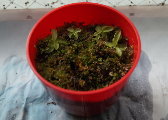 「食虫植物（モウセンゴケ・サラセニア・ムシトリスミレ・ミミカキグサ・ウツボカズラ・セファロタス・ヘリアンフォラ）」テキトー栽培記