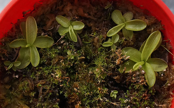 「食虫植物（モウセンゴケ・サラセニア・ムシトリスミレ・ミミカキグサ・ウツボカズラ・セファロタス・ヘリアンフォラ）」テキトー栽培記