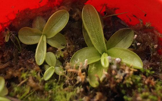 「食虫植物（モウセンゴケ・サラセニア・ムシトリスミレ・ミミカキグサ・ウツボカズラ・セファロタス・ヘリアンフォラ）」テキトー栽培記