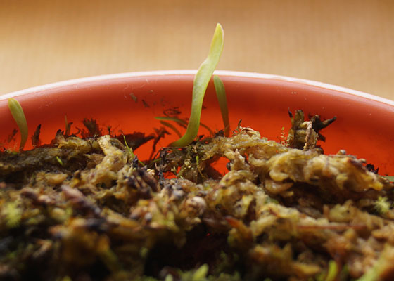 「食虫植物（モウセンゴケ・サラセニア・ムシトリスミレ・ミミカキグサ・ウツボカズラ・セファロタス・ヘリアンフォラ）」テキトー栽培記