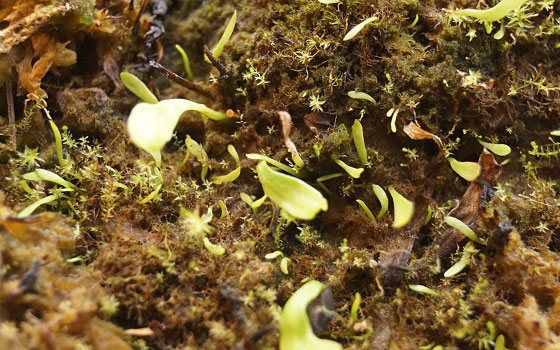 「食虫植物（モウセンゴケ・サラセニア・ムシトリスミレ・ミミカキグサ・ウツボカズラ・セファロタス・ヘリアンフォラ）」テキトー栽培記