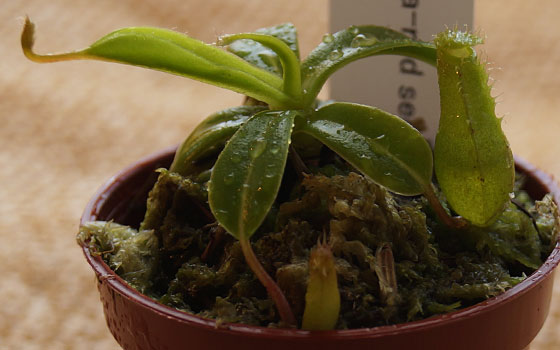 「食虫植物（モウセンゴケ・サラセニア・ムシトリスミレ・ミミカキグサ・ウツボカズラ・セファロタス・ヘリアンフォラ）」テキトー栽培記