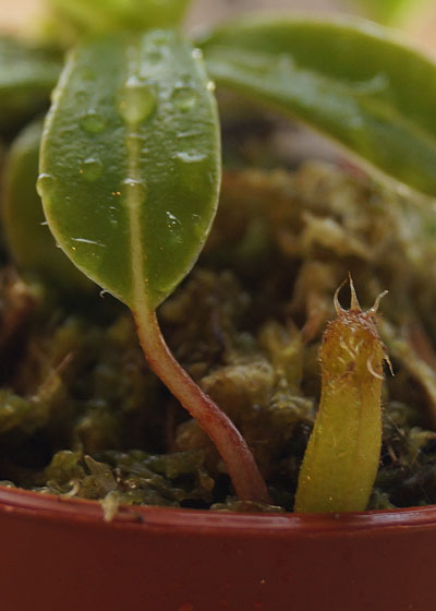 「食虫植物（モウセンゴケ・サラセニア・ムシトリスミレ・ミミカキグサ・ウツボカズラ・セファロタス・ヘリアンフォラ）」テキトー栽培記