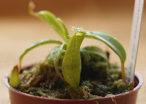 「食虫植物（モウセンゴケ・サラセニア・ムシトリスミレ・ミミカキグサ・ウツボカズラ・セファロタス・ヘリアンフォラ）」テキトー栽培記