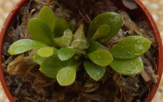 「食虫植物（モウセンゴケ・サラセニア・ムシトリスミレ・ミミカキグサ・ウツボカズラ・セファロタス・ヘリアンフォラ）」テキトー栽培記