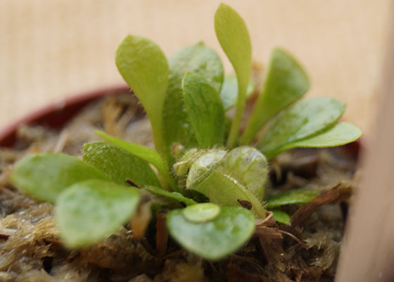 「食虫植物（モウセンゴケ・サラセニア・ムシトリスミレ・ミミカキグサ・ウツボカズラ・セファロタス・ヘリアンフォラ）」テキトー栽培記