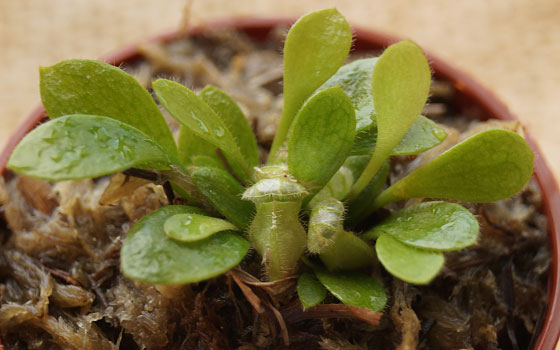 「食虫植物（モウセンゴケ・サラセニア・ムシトリスミレ・ミミカキグサ・ウツボカズラ・セファロタス・ヘリアンフォラ）」テキトー栽培記